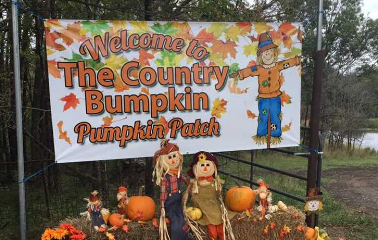 Image representing the Country Bumpkin Pumpkin Patch & More (click here for days & hours) event