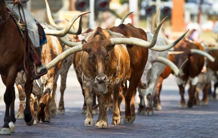 Dewey Western Heritage Day - Event | VisitBartlesville.com