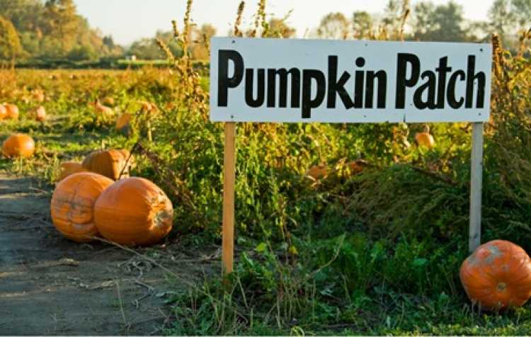 Photo 2 of Oklahoma Heritage Farm Festival & Pumpkin Patch (click here for days & hours).