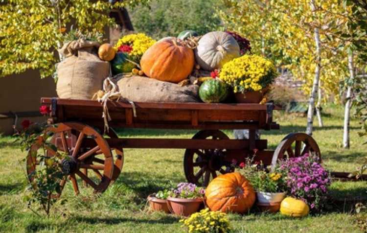 Photo 3 of Oklahoma Heritage Farm Festival & Pumpkin Patch (click here for days & hours).